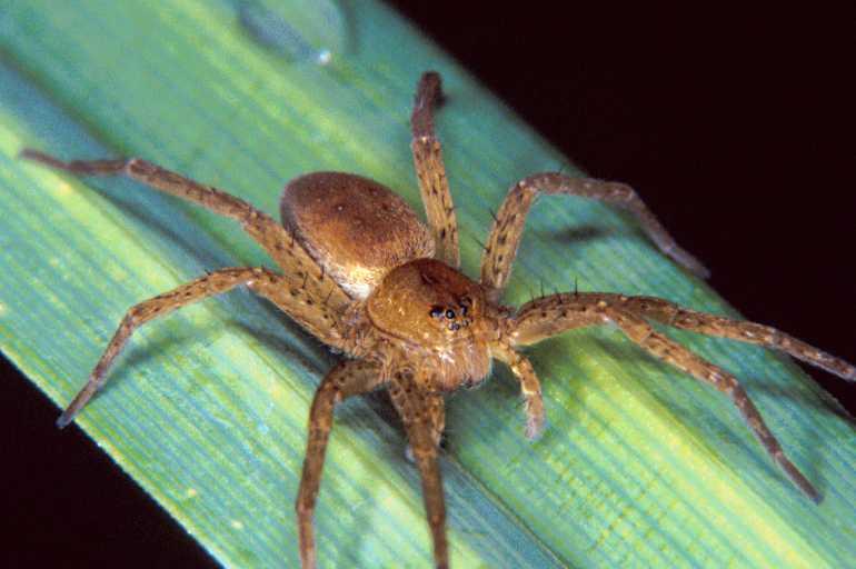 Dolomedes_fimbriatus_P1077_Z_92_Les Gris_Frankrijk.jpg
